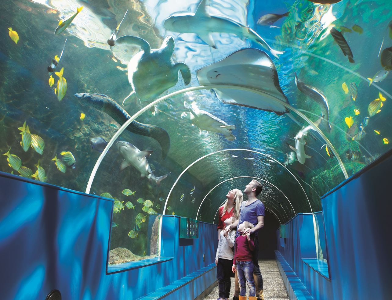 Visit Bournemouth Oceanarium | Oceanarium, the Bournemouth Aquarium